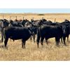 Image 7 : Kings Corner Farms - 900# August Grass Steers - 135 Head (Corning, SK)