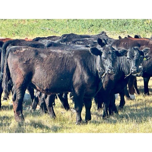 Kings Corner Farms - 800# August Grass Heifers - 77 Head (Corning, SK)