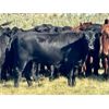 Image 2 : Kings Corner Farms - 800# August Grass Heifers - 77 Head (Corning, SK)