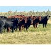 Image 3 : Kings Corner Farms - 800# August Grass Heifers - 77 Head (Corning, SK)