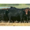 Image 4 : Kings Corner Farms - 800# August Grass Heifers - 77 Head (Corning, SK)