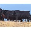 Image 5 : Kings Corner Farms - 800# August Grass Heifers - 77 Head (Corning, SK)