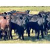 Image 6 : Kings Corner Farms - 800# August Grass Heifers - 77 Head (Corning, SK)