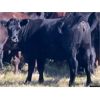 Image 7 : Kings Corner Farms - 800# August Grass Heifers - 77 Head (Corning, SK)