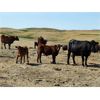 Image 3 : Clark Ranch Ltd. - 490# Steer Calves - 105 Head (Medicine Hat, AB)