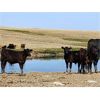Image 5 : Clark Ranch Ltd. - 490# Steer Calves - 105 Head (Medicine Hat, AB)