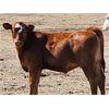 Image 5 : Clark Ranch Ltd. - 440# Heifer Calves - 90 Head (Medicine Hat, AB)