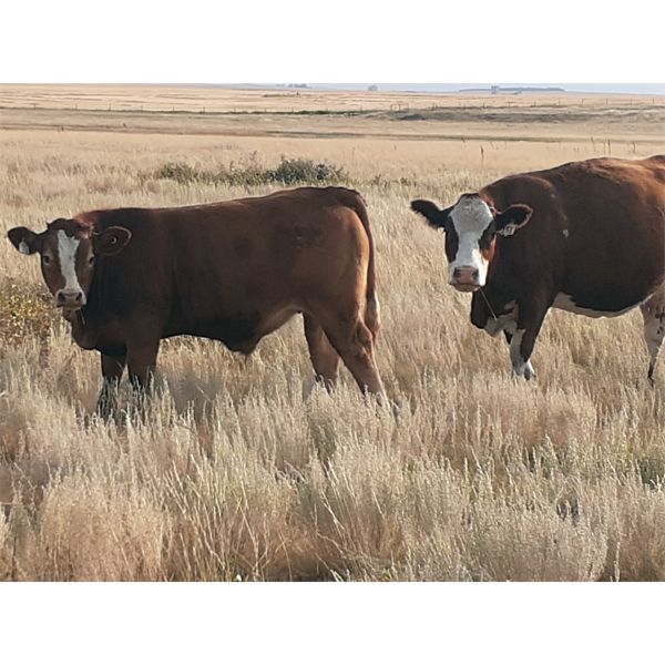 Craigmyle Farming Co. - 630# Heifer Calves - 80 Head (Craigmyle, AB)