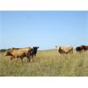 Image 3 : Campbell Livestock Inc. - 825# October Grass Steers - 75 Head (Rabbit Lake, SK)