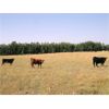 Image 6 : Campbell Livestock Inc. - 825# October Grass Steers - 75 Head (Rabbit Lake, SK)