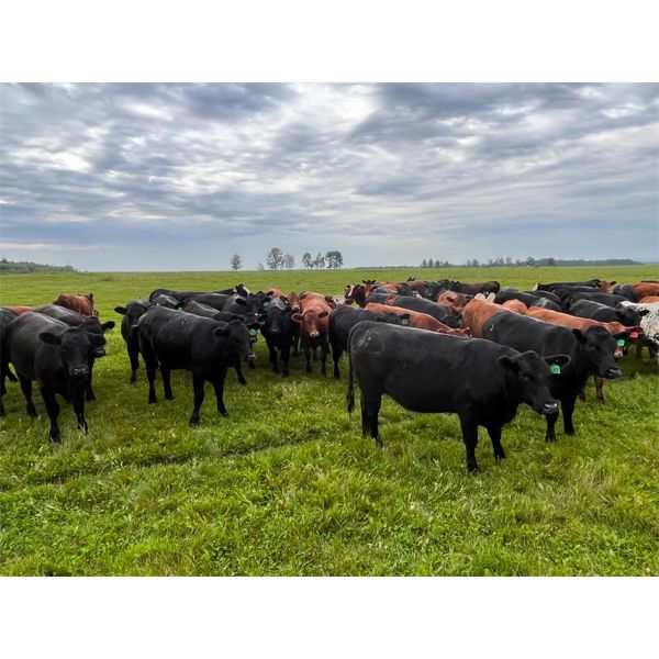 Vandeligt Farms - 850# September Grass Heifers - 140 Head (Jarvie, AB)