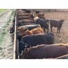 Image 1 : Hines Ranching Co. Ltd. - 850# October Yearling Steers - 112 Head (Marwayne, AB)