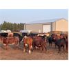 Image 2 : Hines Ranching Co. Ltd. - 850# October Yearling Steers - 112 Head (Marwayne, AB)