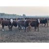 Image 3 : Hines Ranching Co. Ltd. - 850# October Yearling Steers - 112 Head (Marwayne, AB)