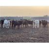 Image 4 : Hines Ranching Co. Ltd. - 850# October Yearling Steers - 112 Head (Marwayne, AB)