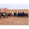 Image 5 : Hines Ranching Co. Ltd. - 850# October Yearling Steers - 112 Head (Marwayne, AB)