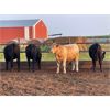 Image 6 : Hines Ranching Co. Ltd. - 850# October Yearling Steers - 112 Head (Marwayne, AB)