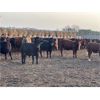 Image 7 : Hines Ranching Co. Ltd. - 850# October Yearling Steers - 112 Head (Marwayne, AB)