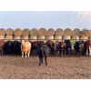 Image 8 : Hines Ranching Co. Ltd. - 850# October Yearling Steers - 112 Head (Marwayne, AB)
