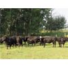 Image 1 : Rafter 17 Ranching - 1100# September Grass Steers - 50 Head (Eckville, AB)