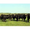 Image 3 : Rafter 17 Ranching - 1100# September Grass Steers - 50 Head (Eckville, AB)