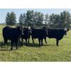 Image 5 : Rafter 17 Ranching - 1100# September Grass Steers - 50 Head (Eckville, AB)