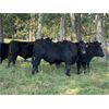Image 6 : Rafter 17 Ranching - 1100# September Grass Steers - 50 Head (Eckville, AB)