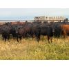 Image 2 : Babcock Livestock - 875# August Grass Heifers - 69 Head (Consort, AB)