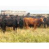 Image 3 : Babcock Livestock - 875# August Grass Heifers - 69 Head (Consort, AB)