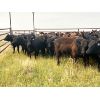 Image 4 : Babcock Livestock - 875# August Grass Heifers - 69 Head (Consort, AB)
