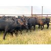 Image 6 : Babcock Livestock - 875# August Grass Heifers - 69 Head (Consort, AB)