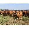 Image 1 : Clay Ridge Farms Inc. - 720# August Grass Heifers - 67 Head (Big Stone, AB)