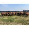 Image 3 : Clay Ridge Farms Inc. - 720# August Grass Heifers - 67 Head (Big Stone, AB)