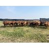 Image 5 : Clay Ridge Farms Inc. - 720# August Grass Heifers - 67 Head (Big Stone, AB)