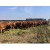 Image 7 : Clay Ridge Farms Inc. - 720# August Grass Heifers - 67 Head (Big Stone, AB)