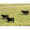 Image 6 : Rafter 17 Ranching - 830# Steer Calves - 150 Head (Eckville, AB)
