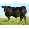 Image 7 : Rafter 17 Ranching - 830# Steer Calves - 150 Head (Eckville, AB)