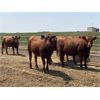 Image 3 : Murray Schwengler - 770# Yearling Heifers - 180 Head (Irricana, AB)