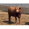 Image 5 : Murray Schwengler - 770# Yearling Heifers - 180 Head (Irricana, AB)