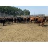 Image 1 : Murray Schwengler - 710# Yearling Heifers - 100 Head (Irricana, AB)