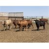Image 2 : Murray Schwengler - 710# Yearling Heifers - 100 Head (Irricana, AB)