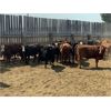 Image 3 : Murray Schwengler - 710# Yearling Heifers - 100 Head (Irricana, AB)