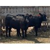 Image 6 : Murray Schwengler - 710# Yearling Heifers - 100 Head (Irricana, AB)