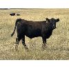 Image 1 : Ponteix Farming Co. - 600# Steer Calves - 50 Head (Ponteix, SK)