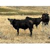 Image 3 : Ponteix Farming Co. - 600# Steer Calves - 50 Head (Ponteix, SK)