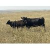 Image 4 : Ponteix Farming Co. - 600# Steer Calves - 50 Head (Ponteix, SK)