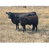 Image 5 : Ponteix Farming Co. - 600# Steer Calves - 50 Head (Ponteix, SK)