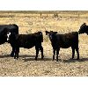 Image 6 : Ponteix Farming Co. - 600# Heifer Calves - 50 Head (Ponteix, SK)
