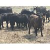 Image 1 : Ponteix Farming Co. - 700# Steer Calves - 85 Head (Ponteix, SK)