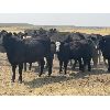 Image 2 : Ponteix Farming Co. - 700# Steer Calves - 85 Head (Ponteix, SK)